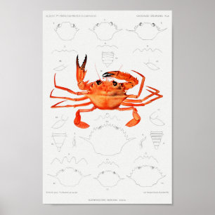 Vintage Illustration of shellfish Poster