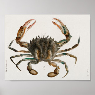 Vintage Illustration of shellfish Poster