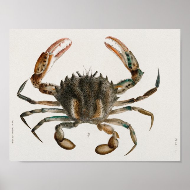 Vintage Illustration of shellfish Poster (Front)