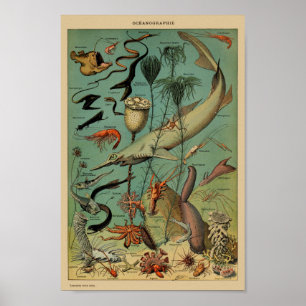 Vintage Illustration of the Marine Life Poster
