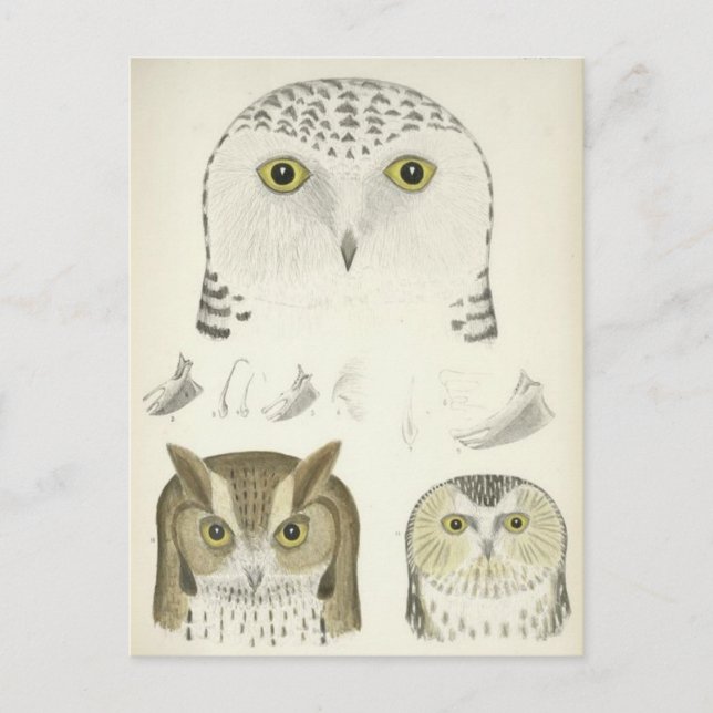 Vintage Illustration of Three Owls Postcard (Front)
