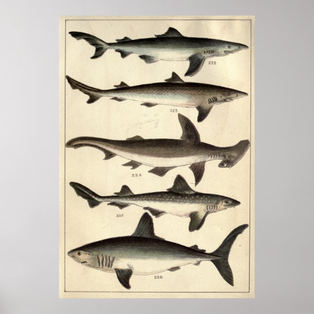 Vintage Illustration of Various Sharks Poster (Front)