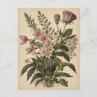 Vintage Illustration of Wildflowers  Postcard