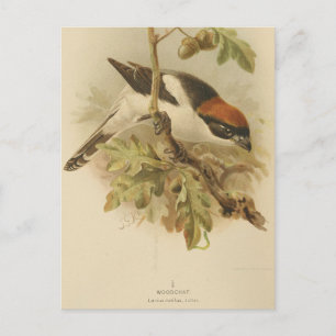 Vintage Illustration of Woodchat Shrike Postcard