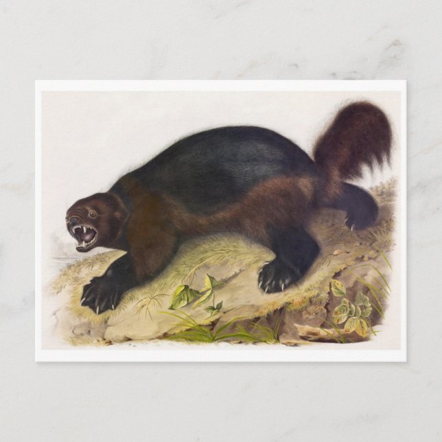 Vintage Illustration Postcard (Front)