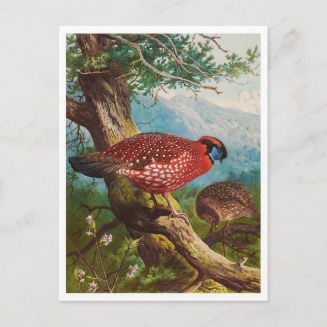 Vintage Illustration Postcard (Front)