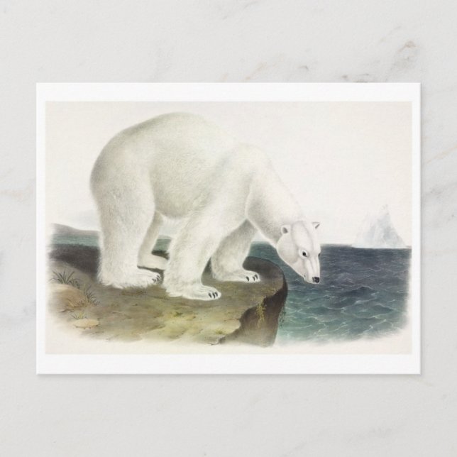 Vintage Illustration Postcard (Front)