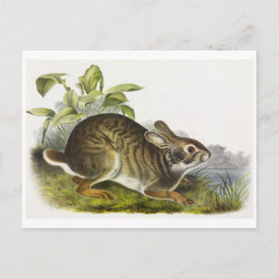 Vintage Illustration Postcard