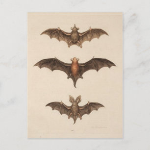 Vintage Illustration Postcard