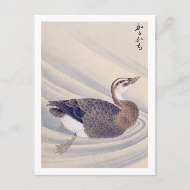 Vintage illustration: Spot-billed duck Postcard (Front)