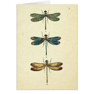 Vintage Illustration, Three Dragonflies