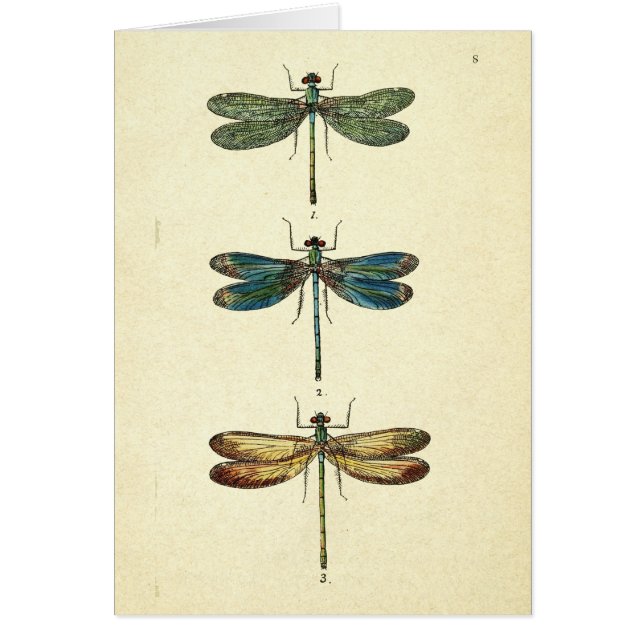 Vintage Illustration, Three Dragonflies (Front)