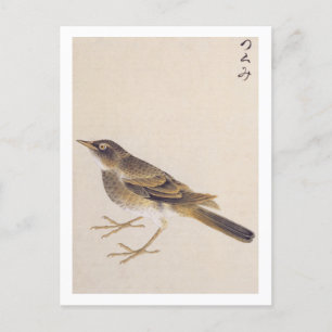 Vintage illustration: Thrush Postcard