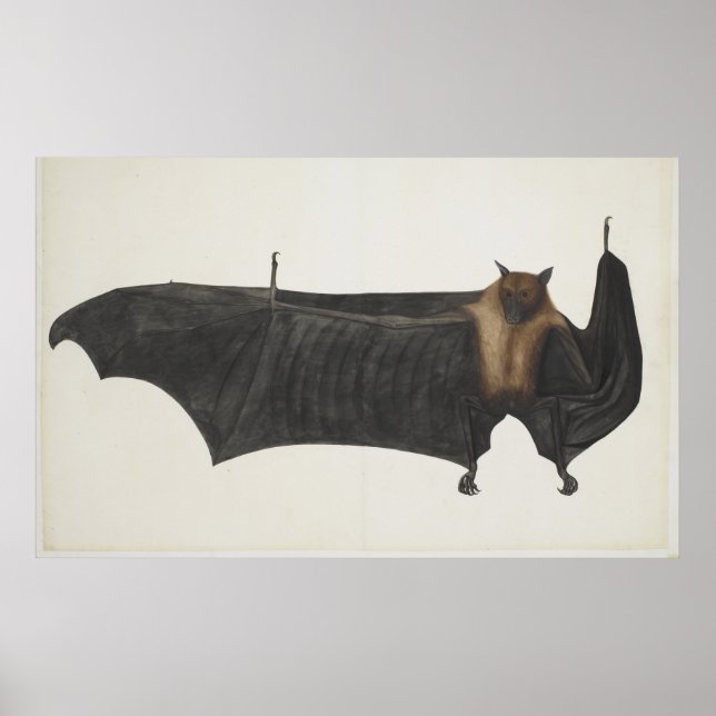 Vintage Indian Fruit Bat Illustration (1782) Poster (Front)