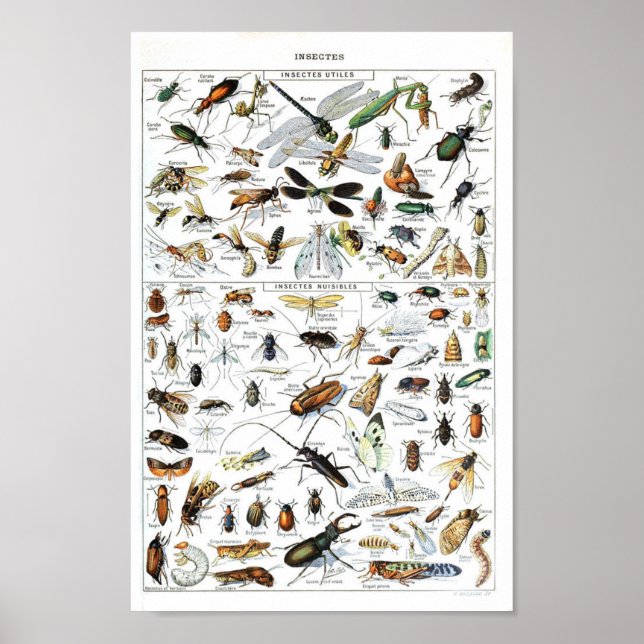 Vintage Insect and bugs scientific poster (Front)