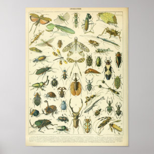Vintage Insect and bugs scientific poster