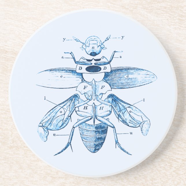 Vintage Insect | Entomology | Beetles | Blue Coaster (Front)