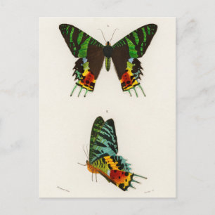Vintage Insect Illustration Postcard