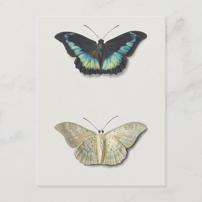 Vintage Insect Illustration Postcard (Front)