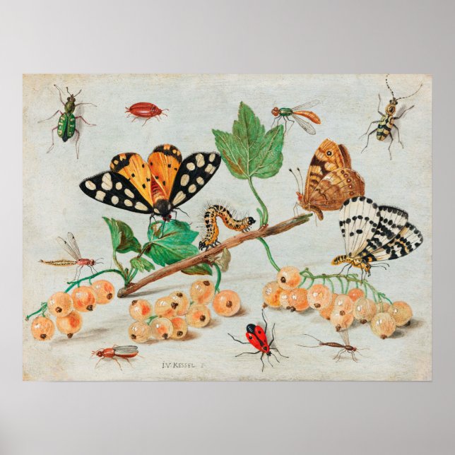 Vintage Insect Illustration Poster (Front)