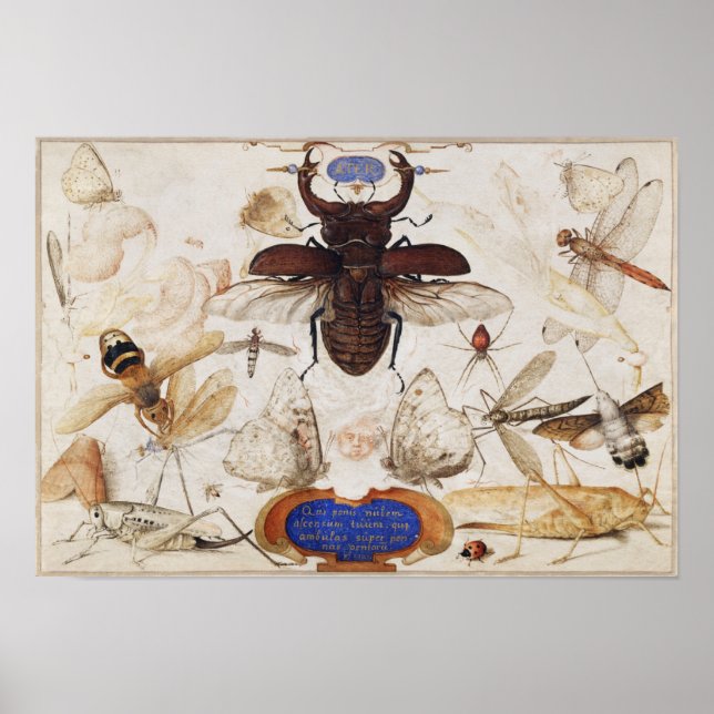 Vintage Insect Illustration Poster (Front)