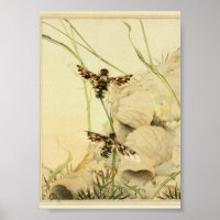 Vintage Insect Illustration