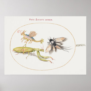 Vintage Insect Illustration Poster