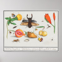 Vintage Insect Illustration