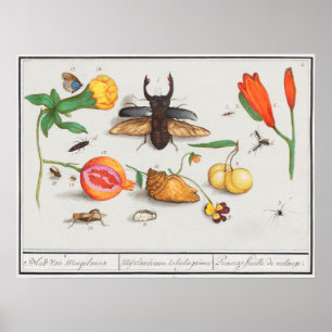 Vintage Insect Illustration Poster