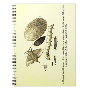 Vintage Insect Image   Silkworm   Moth Notebook