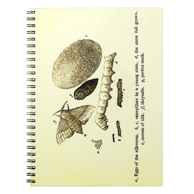Vintage Insect Image | Silkworm | Moth Notebook (Front)
