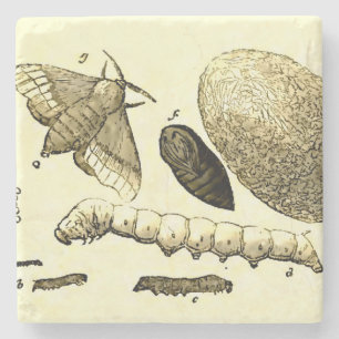 Vintage Insect Image Silkworm Moth Stone Coaster