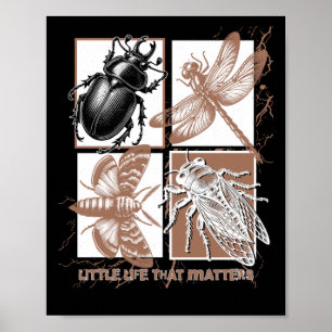Vintage Insects - Beetle Poster
