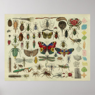 Vintage Insects Diagram Illustration (1834) Poster