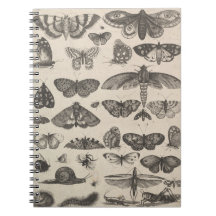 Vintage Insects Entomology Lepidoptera Field Notes