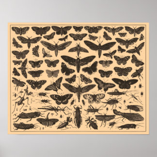 Vintage Insects Poster