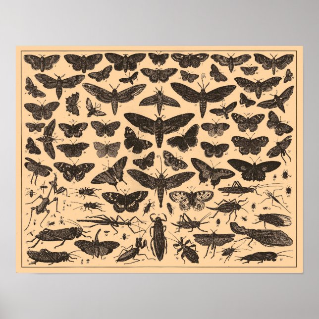 Vintage Insects Poster (Front)