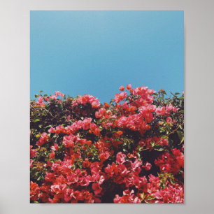 Vintage Inspired Bougainvillea Flowers California Poster