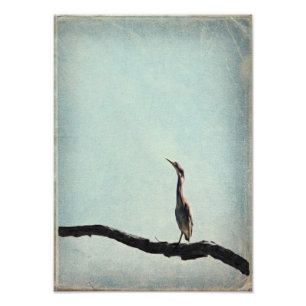 Vintage Inspired Green Heron on Pale Blue Sky Photo Print