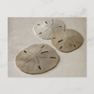 Vintage Inspired Sand Dollars Postcard