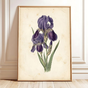 Vintage Iris Boho Canvas Print
