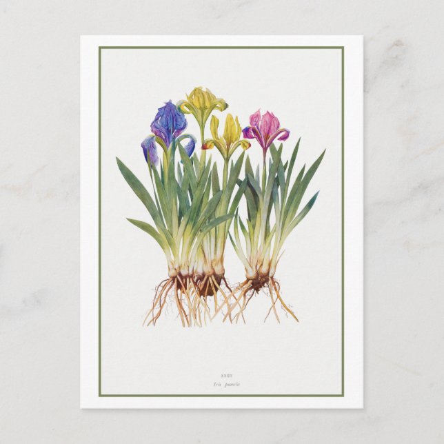 Vintage Iris Botanical Illustration Postcard (Front)