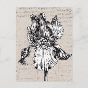 Vintage Iris Drawing Postcard