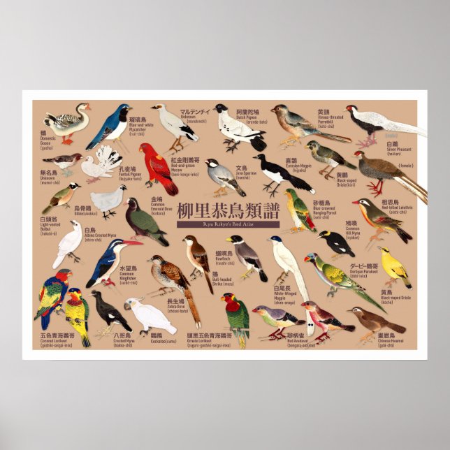 Vintage Japanese Bird Atlas Illustration Poster (Front)