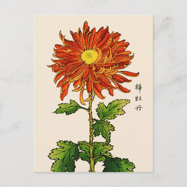 Vintage Japanese Chrysanthemum. Orange and Gold Postcard (Front)