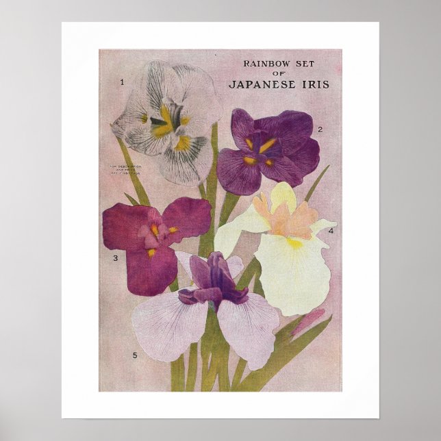VINTAGE "JAPANESE IRIS" FLOWER POSTER (Front)