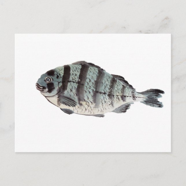 Vintage Japanese Striped Bass Postcard (Front)
