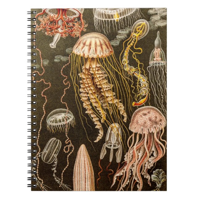 Vintage Jellyfish Antique Jelly Fish Illustration Notebook (Front)