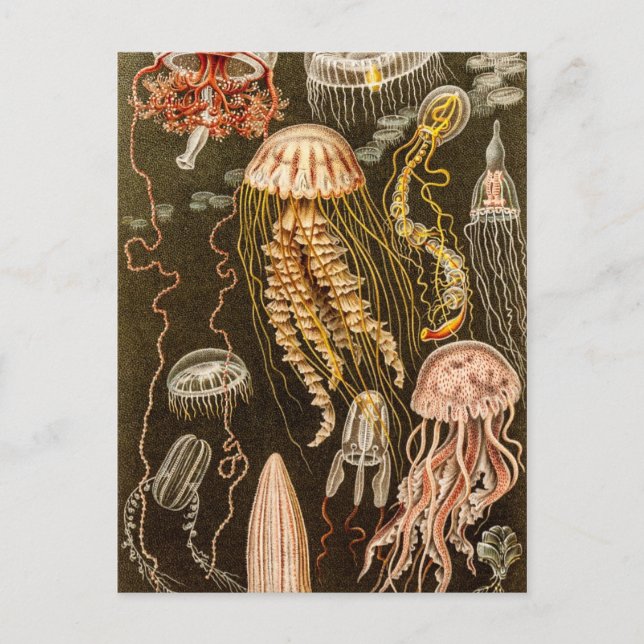 Vintage Jellyfish Antique Jelly Fish Illustration Postcard (Front)