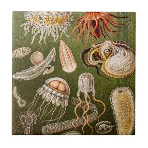 Vintage Jellyfish Antique Jelly Fish Illustration Tile